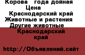 Корова 4 года дойная › Цена ­ 50 - Краснодарский край Животные и растения » Другие животные   . Краснодарский край